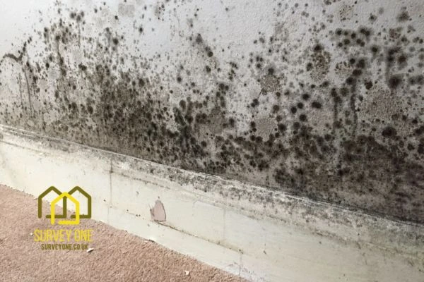 What’s the First Step to Take When You Notice Damp on a Party Wall Middlesbrough?